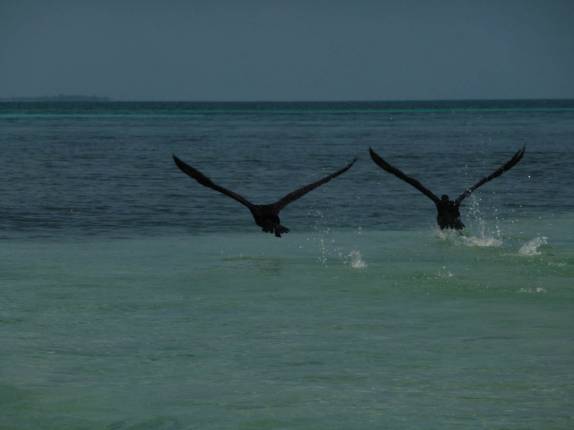Alçando vôo no belo mar da grande barreira de corais de Belize